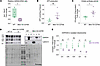 Mitochondrial defects in the TA muscles of Mtm1-KI C375S mice.
