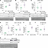 mTOR overactivation and autophagy alteration in the muscles of Mtm1-KI C375
