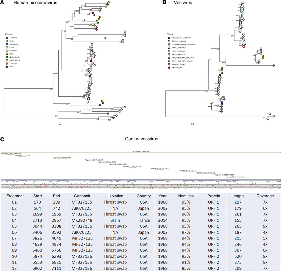 Phylogenetic analysis and genomic fragment details of picobirnaviruses a...