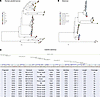 Phylogenetic analysis and genomic fragment details of picobirnaviruses and