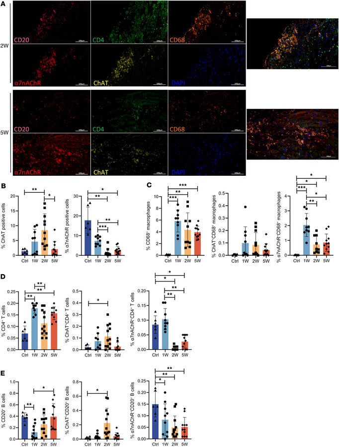 Landscape of relationship between cholinergic components and immune char...