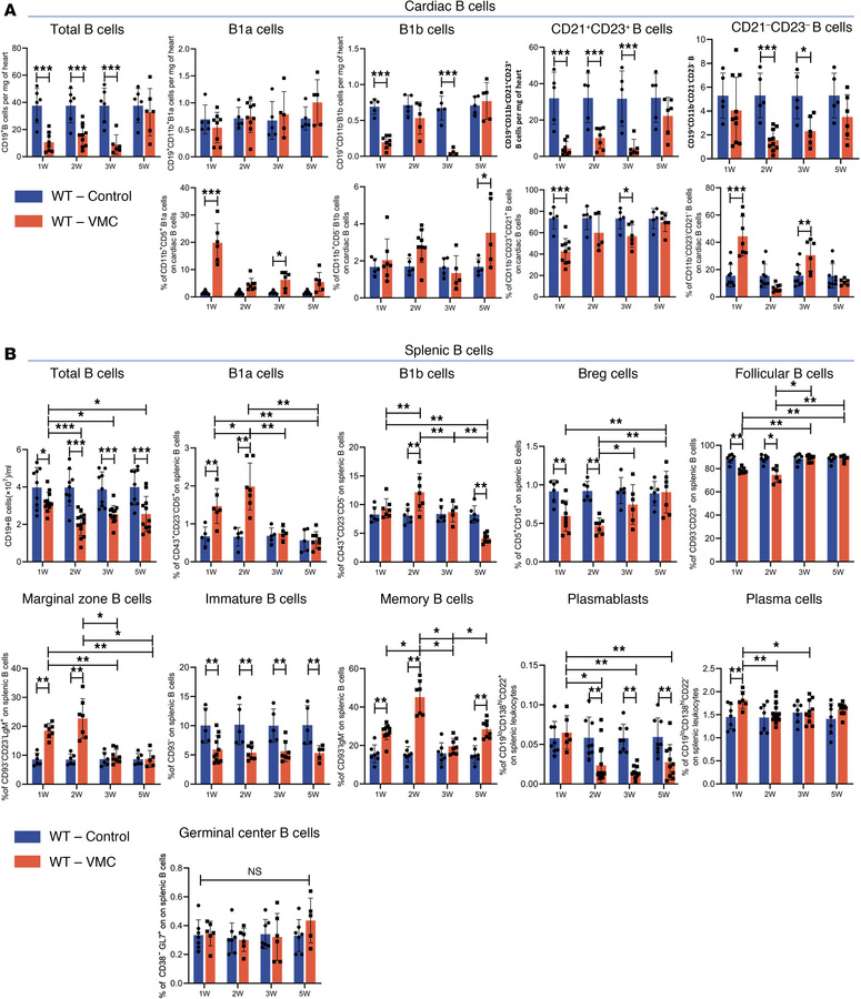 Distribution of main B cell subsets in spleen and heart during VMC progr...