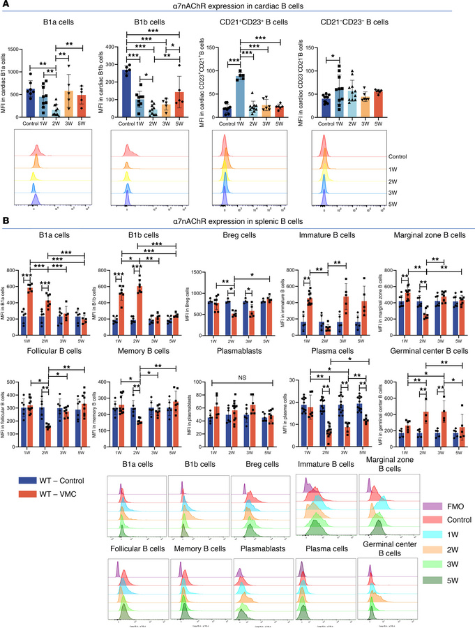 α7nAChR expression was significantly altered in cardiac and splenic B ce...