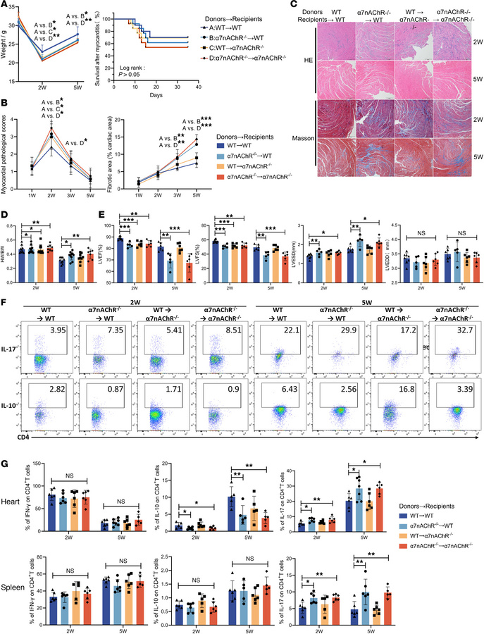 α7nAChR deficiency in hematopoietic cells reduces VMC severity in a T ce...