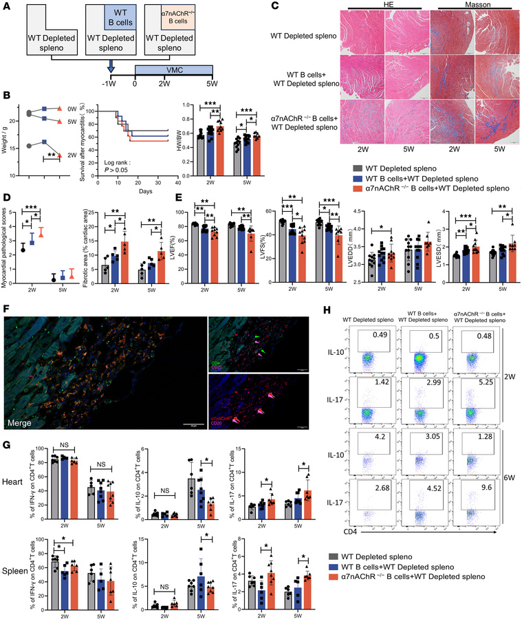 α7nAChR on B cells inhibits their role in exacerbating VMC severity and ...