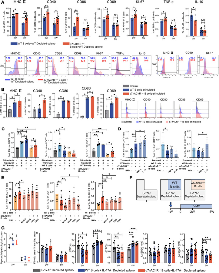 α7nAChR on B cells restrains their proinflammatory phenotypes, blocking ...