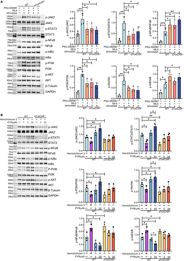 B cells can secrete ACh, which acts on α7nAChR to inhibit the NF-κB path...