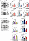 B cells can secrete ACh, which acts on α7nAChR to inhibit the NF-κB pathway