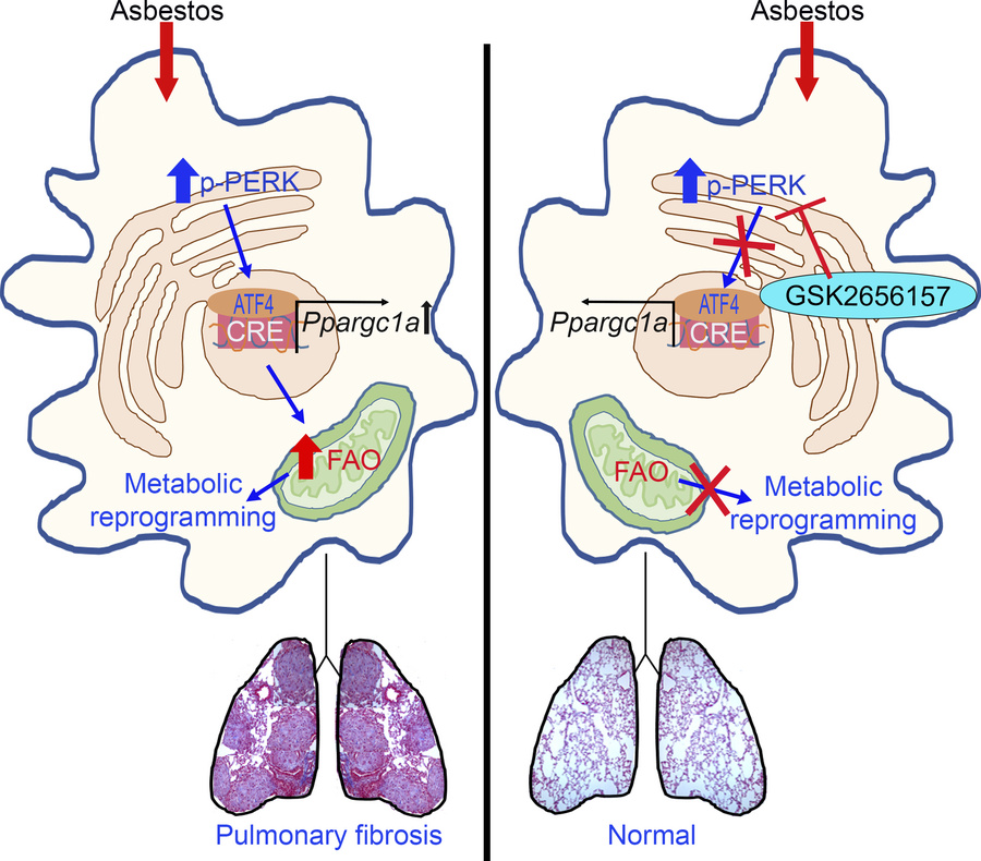 graphical abstract