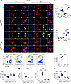 PERK activation increases in a time-dependent manner in BAL cells.