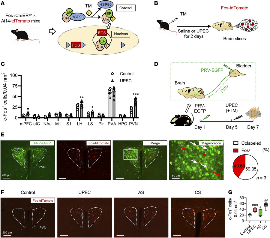 Identification of brain regions involved in bladder inflammation.
(A) Ex...