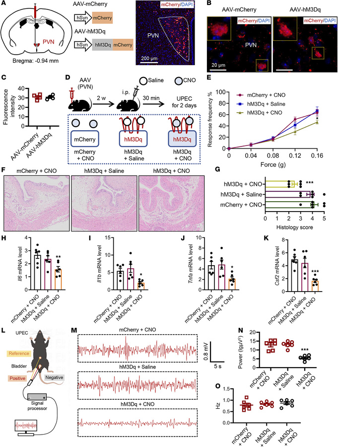 Chemogenetic activation of PVN neurons attenuates bladder inflammation d...