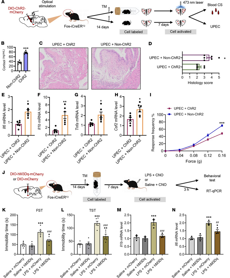 Reactivation of AS-encoded PVN neuronal ensembles suppresses bladder inf...