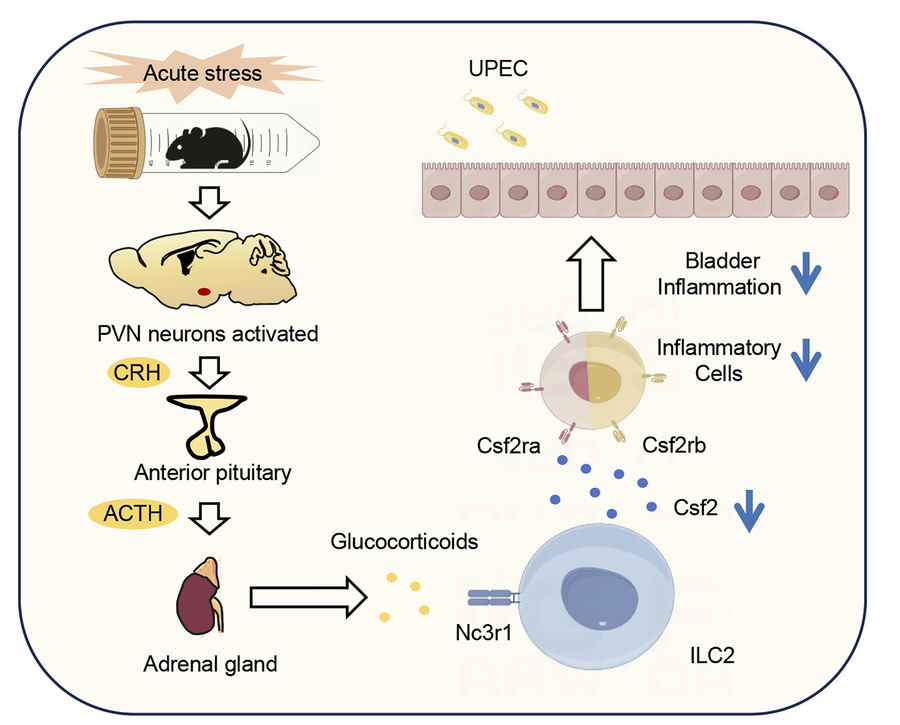 graphical abstract