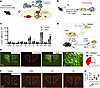 Identification of brain regions involved in bladder inflammation.