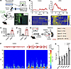 UPEC-induced bladder inflammation upregulates neuronal activity in the PVN.