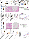 AS alleviates bladder inflammation via glucocorticoids and HPA axis during
