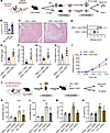 Reactivation of AS-encoded PVN neuronal ensembles suppresses bladder inflam