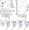 Glucocorticoid signaling inhibits Csf2 secretion by ILC2 cells during UPEC