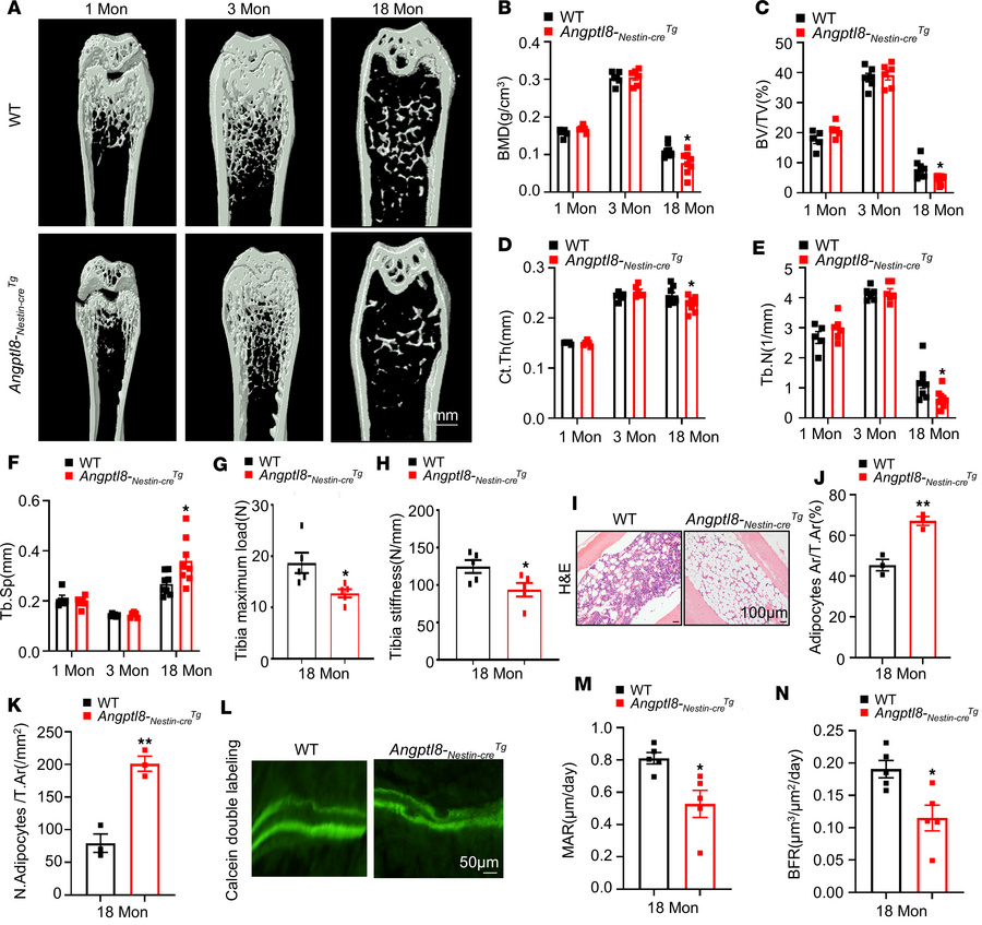 
Angptl8-Nestin-creTg mice display lower bone mass and higher fat accumu...