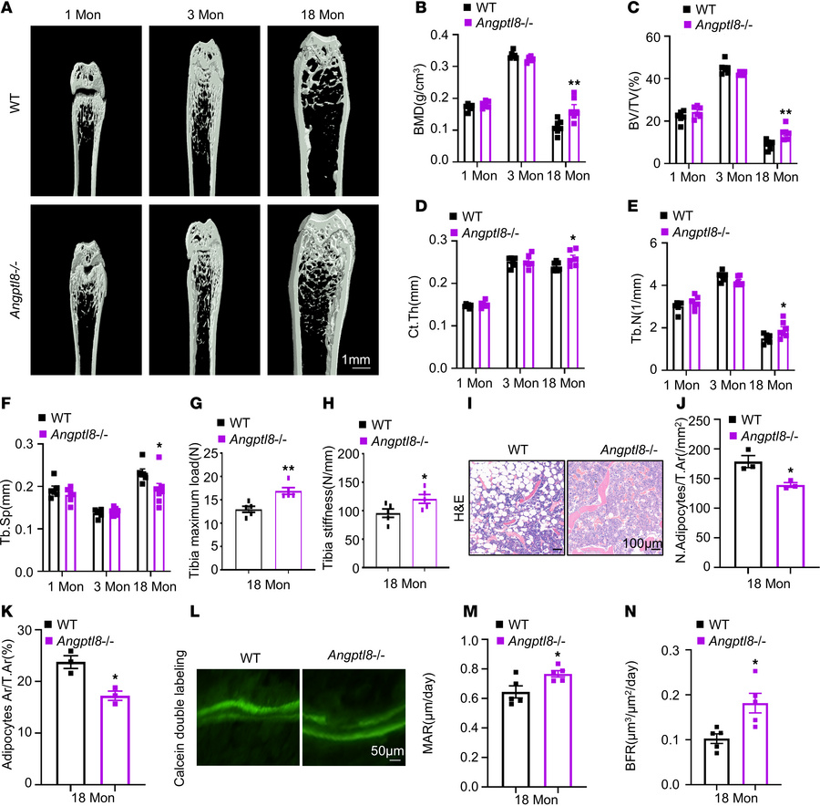 
Angptl8–/– mice exhibit higher bone mass and lower BMAT accumulation.
(...