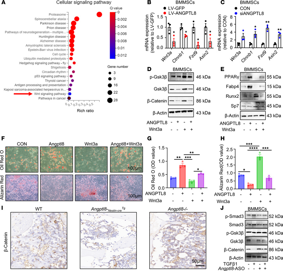 ANGPTL8 regulates MSC differentiation via the Wnt/β-catenin signaling pa...