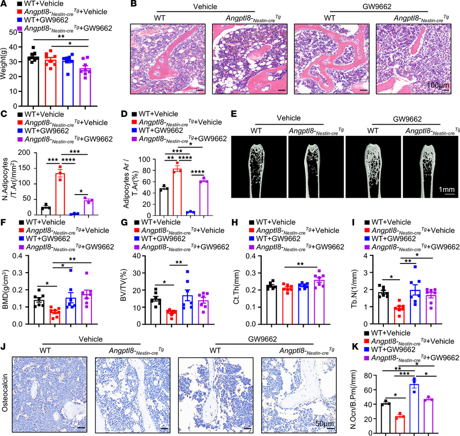 Administration of a PPARγ inhibitor partially rescues the phenotype of A...