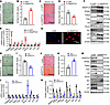 ANGPTL8 modulates cell-fate choice of MSCs between adipocytes and osteoblas