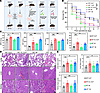 IRF7 drives macrophages to protect against sepsis.