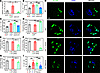 IRF7 promotes bacterial killing of macrophages in sepsis.