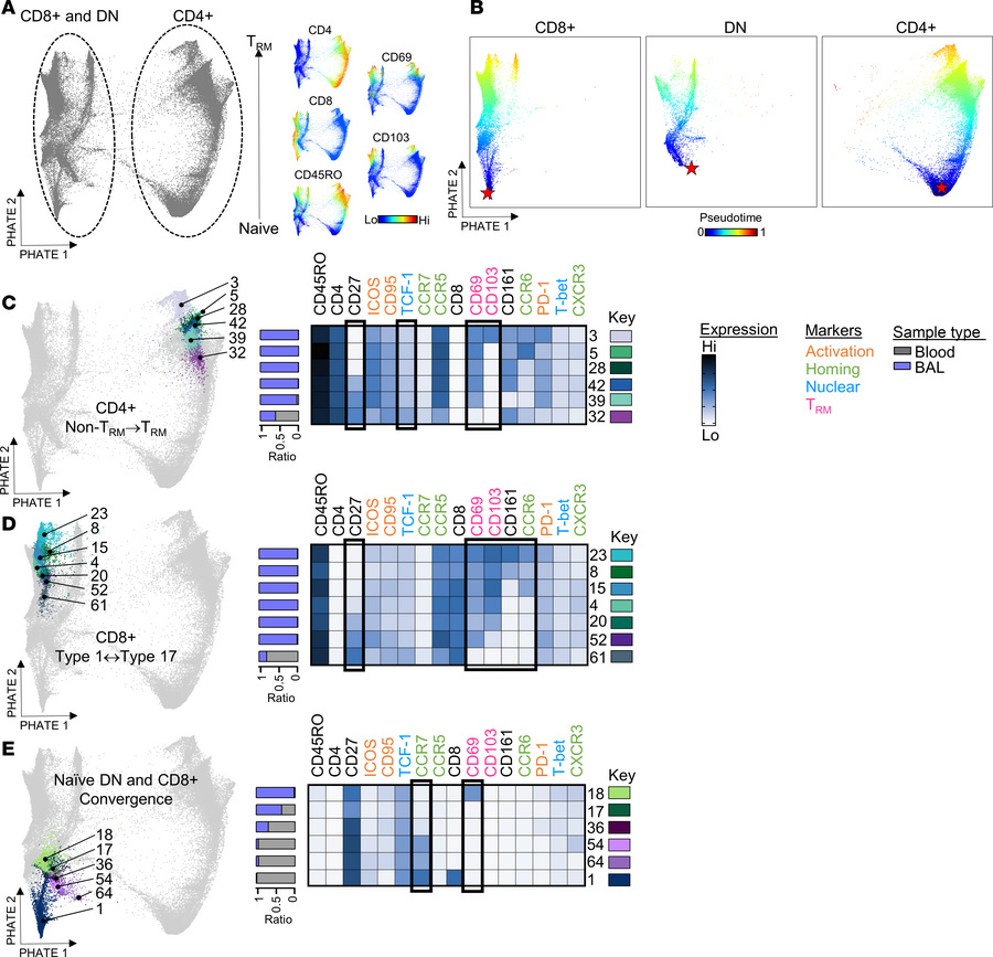 PHATE analysis captures transitions in T cell clusters in the lower airw...