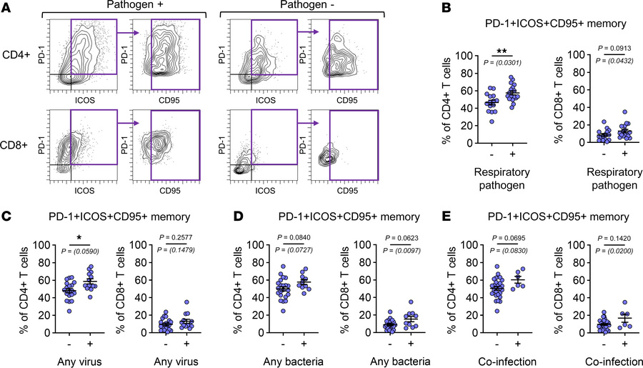 Respiratory pathogens are linked to increased T cell activation in the l...