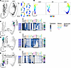 PHATE analysis captures transitions in T cell clusters in the lower airways