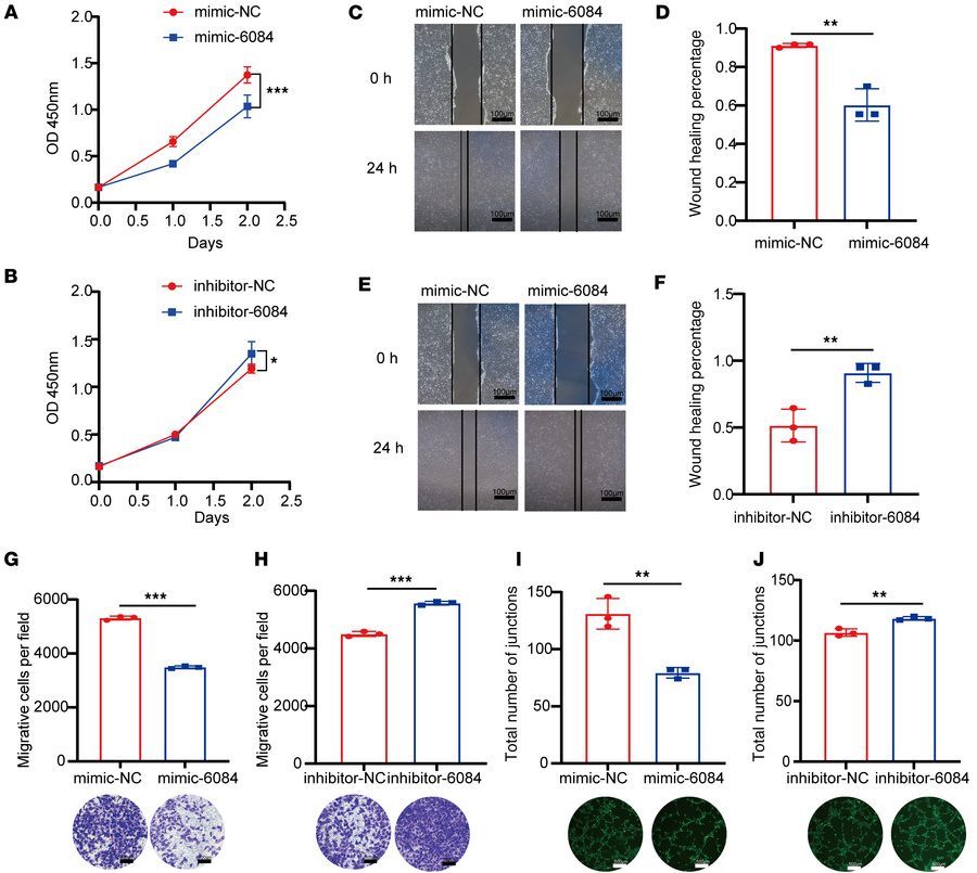 MiR-6084 inhibits angiogenesis in vitro.
(A and B) The proliferation abi...