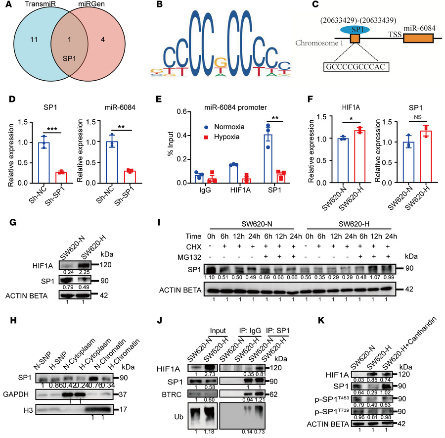 HIF1A decreases miR-6084 expression by regulating SP1 protein ubiquitina...
