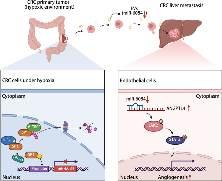 The proposed model of CRC-derived H-EVs promoting angiogenesis and liver...