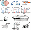 HIF1A decreases miR-6084 expression by regulating SP1 protein ubiquitinatio