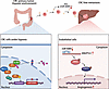 The proposed model of CRC-derived H-EVs promoting angiogenesis and liver me