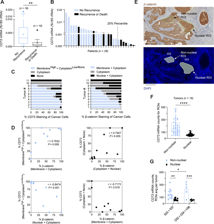 Loss of CD73 associates with recurrence and nuclear β-catenin in exon 3 ...