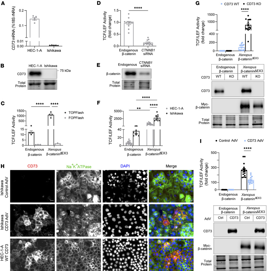 CD73 restrains transcriptional activity of Xenopus exon 3 mutant β-caten...