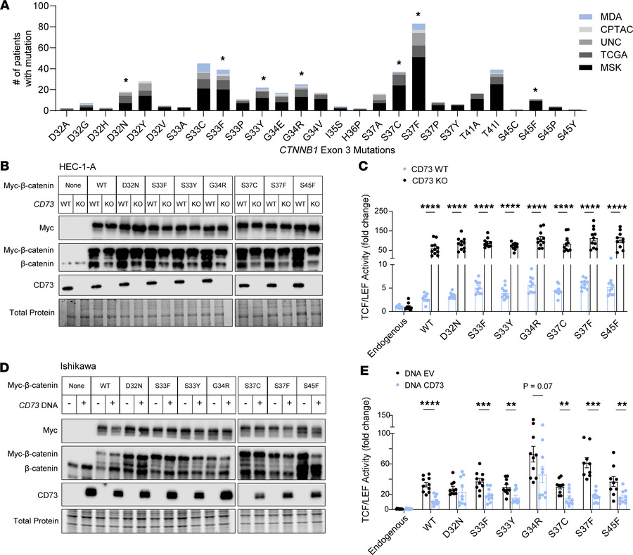 CD73 restrains transcriptional activity of patient-specific β-catenin mu...