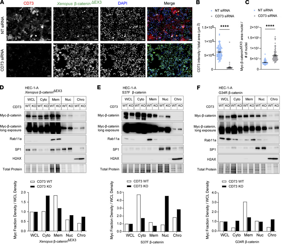 CD73 sequesters exon 3 mutant β-catenin to the cell membrane.
(A–C) HEC-...