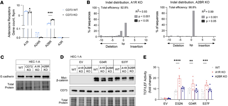 Adenosine A1 receptor signaling restrains transcriptional activity of pa...