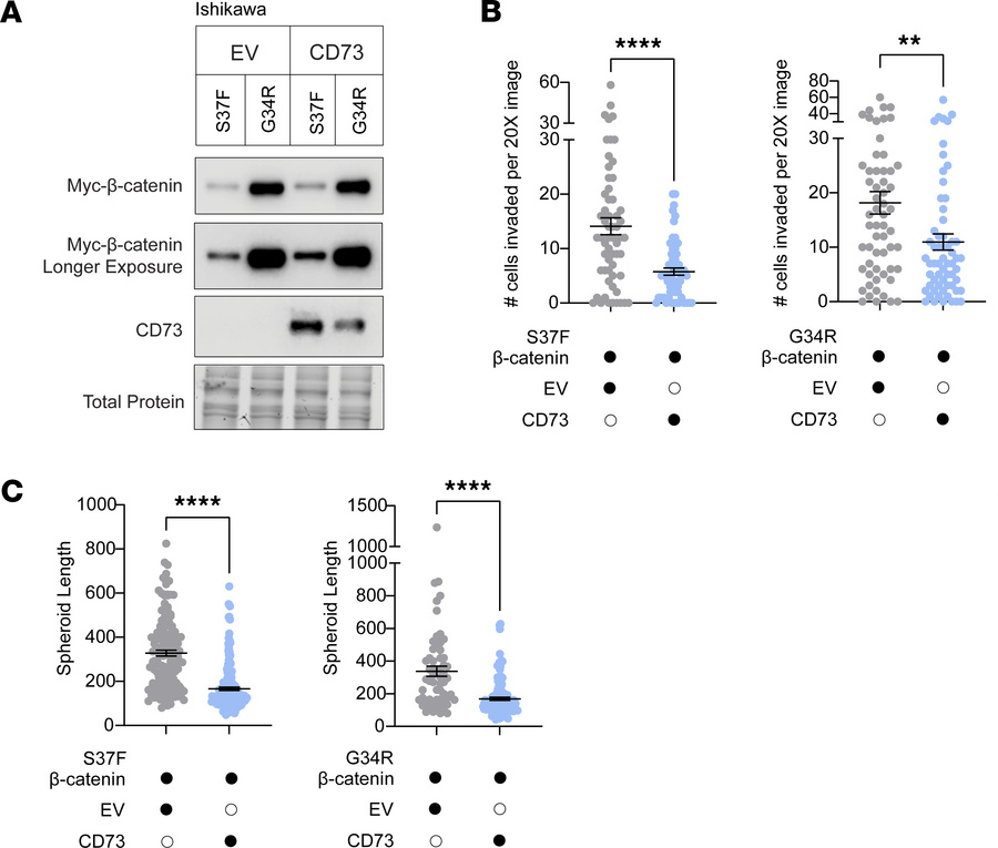 Ectopic CD73 suppresses invasiveness and stemness of exon 3 mutant β-cat...