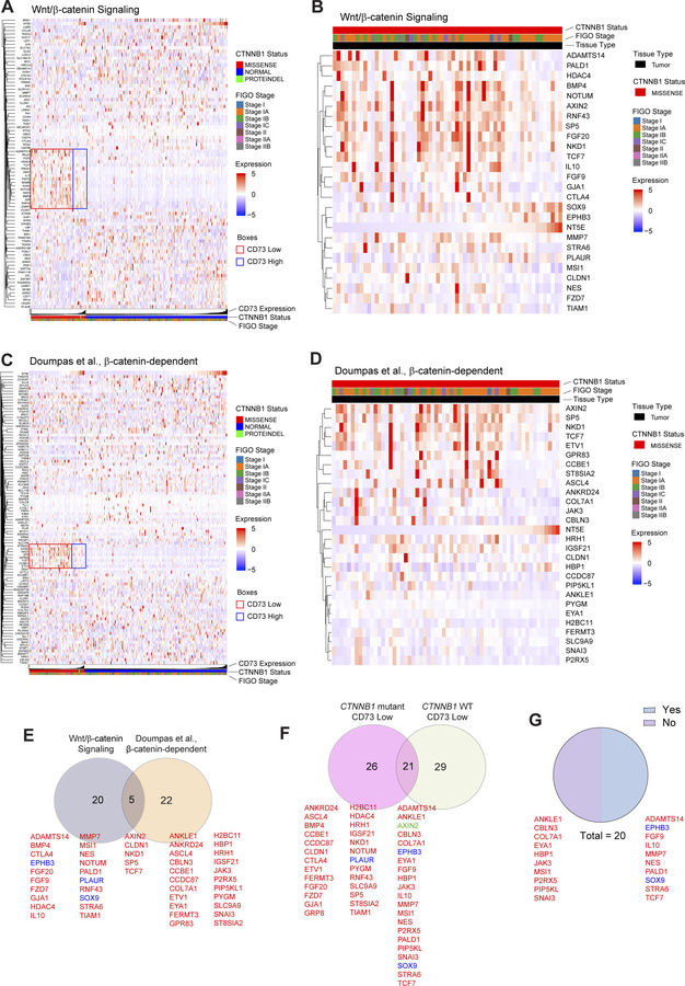 CD73 loss drives expression of a distinct subset of Wnt–TCF/LEF target g...