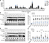 CD73 restrains transcriptional activity of patient-specific β-catenin mutan