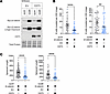 Ectopic CD73 suppresses invasiveness and stemness of exon 3 mutant β-cateni