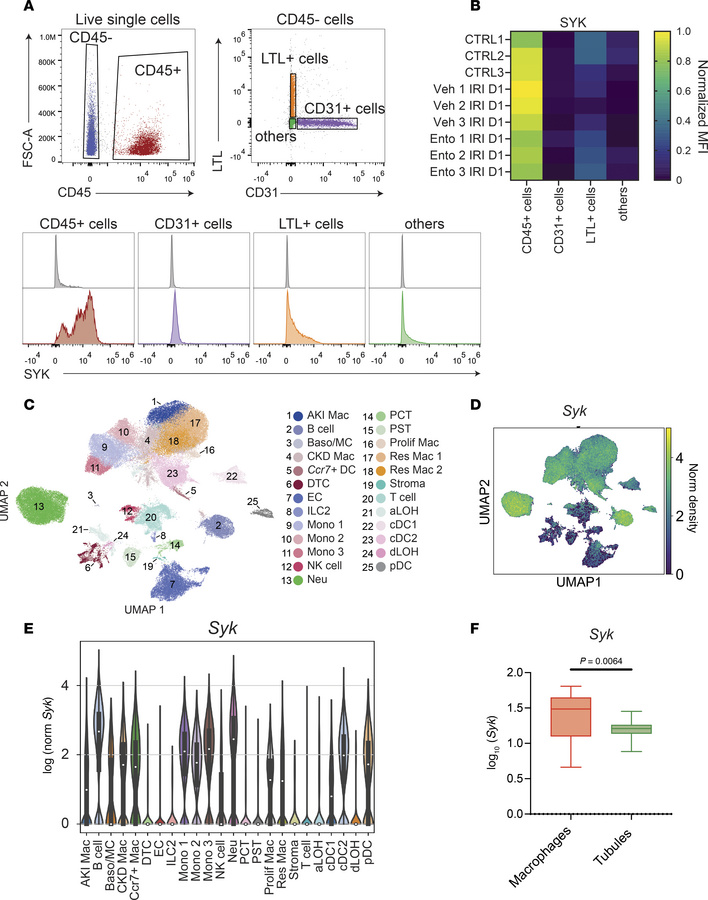 SYK expression in the kidney.
(A) Flow cytometry scatter plots and histo...