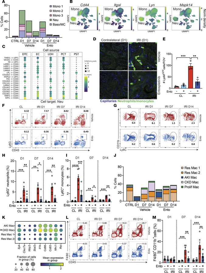 Entospletinib’s effects on kidney immune cell populations.
(A) Proportio...