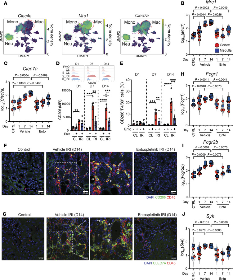 
Syk-dependent pathways in AKI-to-CKD transition.
(A) UMAP plot showing ...
